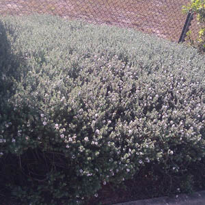 Native Bush Plant
